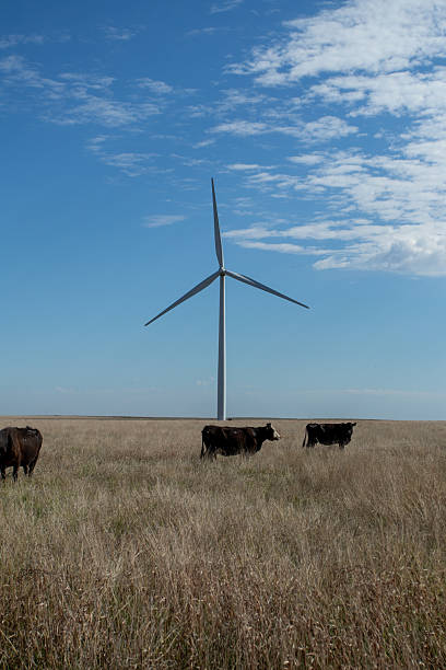 Ranching, horses, cattle, cowboys