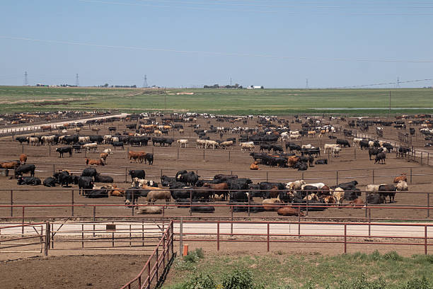 istock Cowboy Culture 2246261255