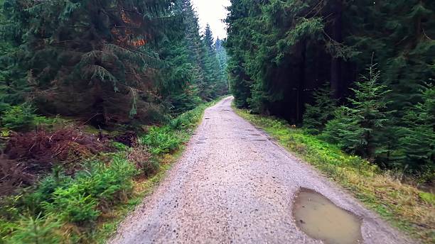 istock rainy forest ground pathway scene, overcast forest path with puddles and rugged natural foliage framing 2246261730
