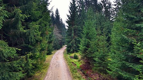 istock tranquil trail amid tall trees and lush moss, calm winding route through dense forest and vibrant greenery 2246261778