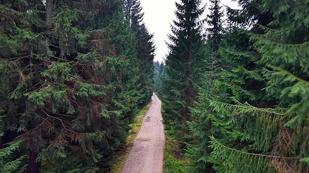overhead view narrow straight road through towering firs, drone reveals dense conifer tunnel and shaded floor,