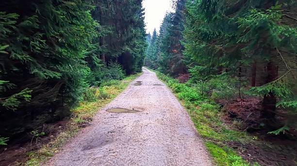 misty forest path expedition image, damp forest tracks with reflections and adventurous ambiance captured