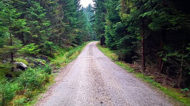 istock quiet rural road running through lush pine forest with textured terrain and vibrant greenery 2246262462