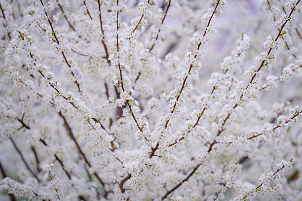 istock Flowers background. Spring background. Natural bloom floral background. Beautiful blossoming flowers banner. Spring blooming template. Flowers texture for spring design. Blossom background. 2246263068