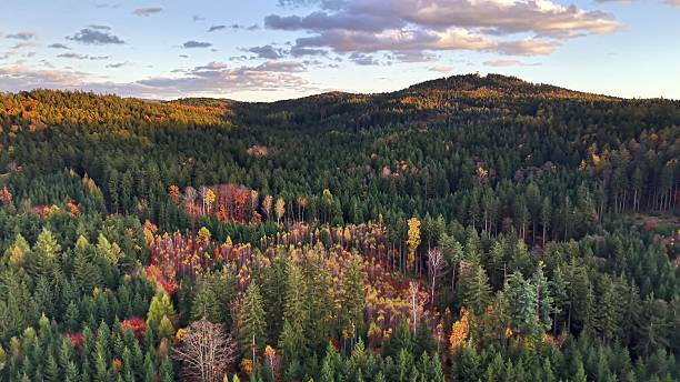 sunset forest panorama, drone captures tranquil sunset casting golden light over varied wooded ridge and sky