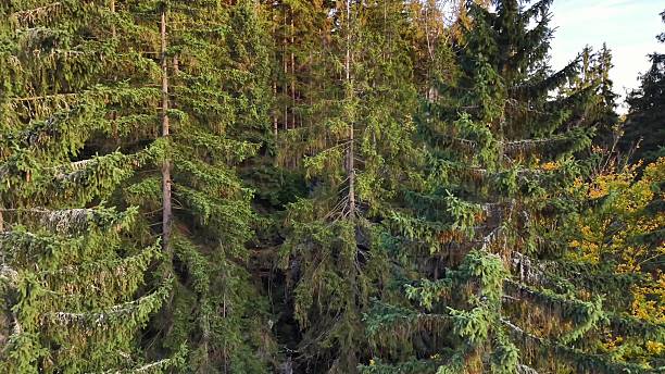 istock lush green tree foliage layers, elevated view of thick conifer forest with intricate needle patterns 2246264868
