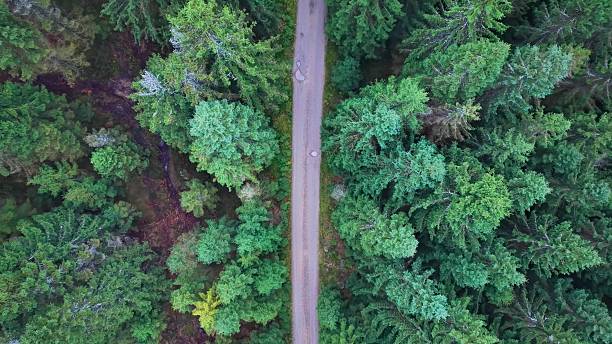 istock vertical view from drone illustrating consistent tree arrangements and peaceful forest stretch 2246264971