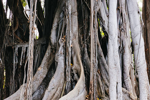 A beautiful close-up view of the root system of a unique Ficus benghalensis tree in a botanical garden on the island of Tenerife on an autumn day, side view, medium shot. Tropical tree background concept.