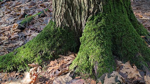 istock Mossy Tree Base with Exposed Roots and Fallen Autumn Leaves in Shaded Forest Floor Scene 2246265993