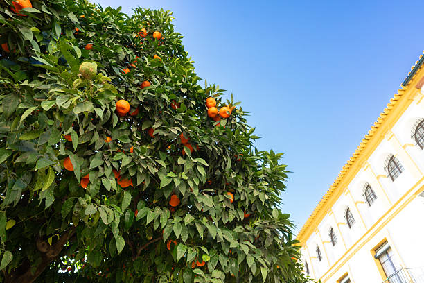 istock Bright Orange Tree Against a Clear Blue Sky and Traditional Spanish Architecture 2246266327