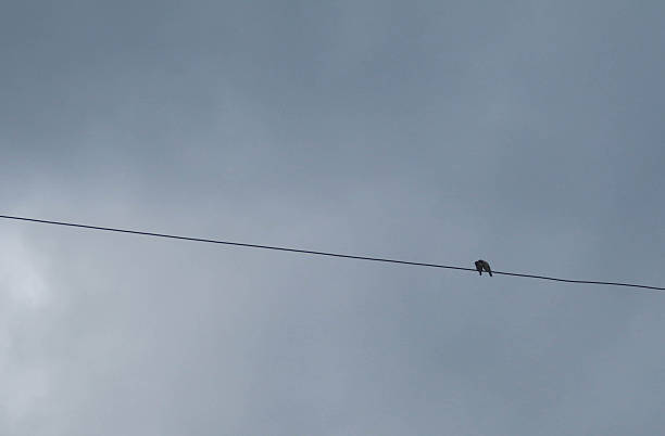 istock Birds perch on power lines in a cloudy morning with a sky background. 2246268058