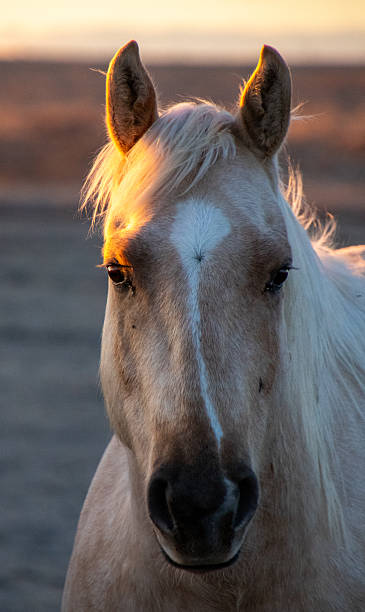 istock Cowboy Culture 2246268123