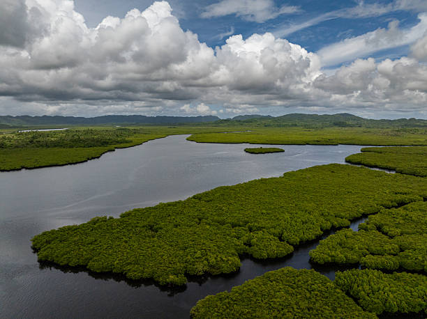 istock Dense mangrove forest with winding river channel. Siargao, Philippines. 2246269545