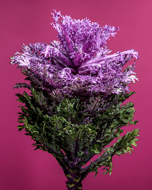 istock Purple Ornamental Kale Flower on Pink Background 2246271122