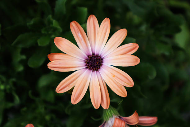 Lensbaby orange Gerbera Daisy Close-up