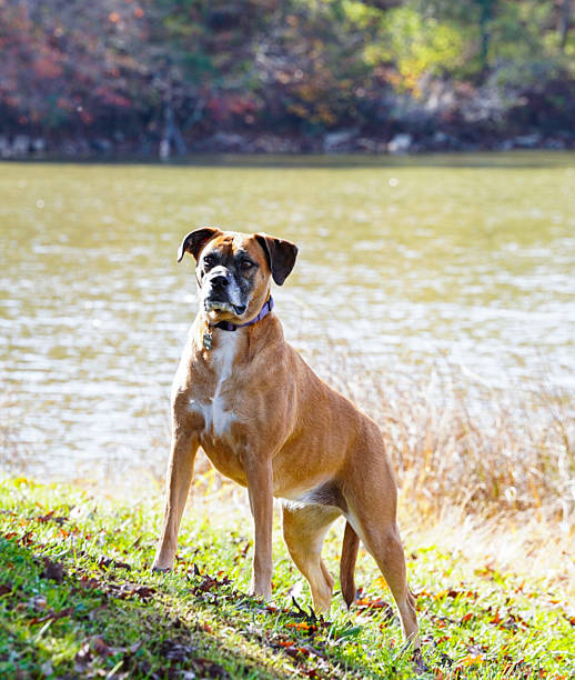Carmel colored boxer dog in the park in Alexandria, Kentucky, United States