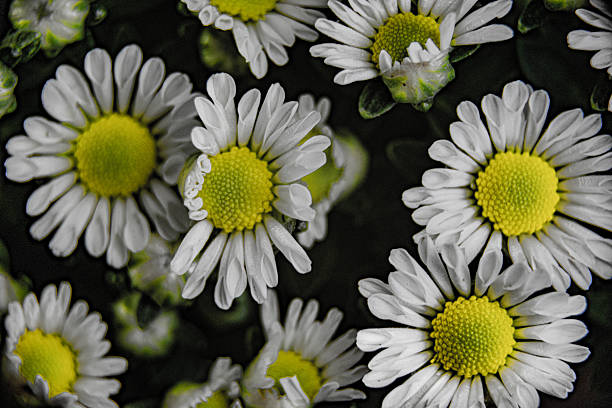 istock Closeup of Daisies 2246272095