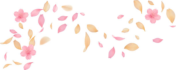 istock spring  with pink and soft orange cherry blossoms and scattering petals Transparent effect on a white background Ideal for romantic invitations wedding announcements or beauty product packaging Versatile soft design 2246272338