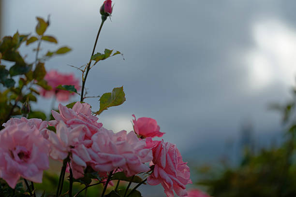 Beautiful pink roses in a rose field