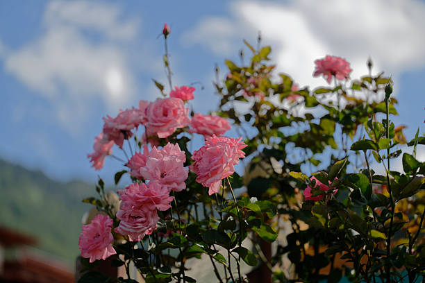 Beautiful pink roses in a rose field