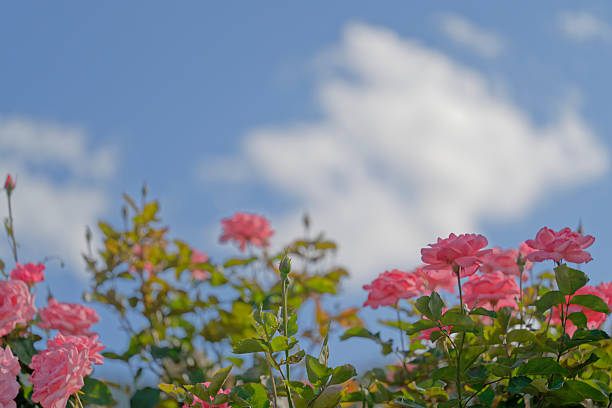 Beautiful pink roses in a rose field