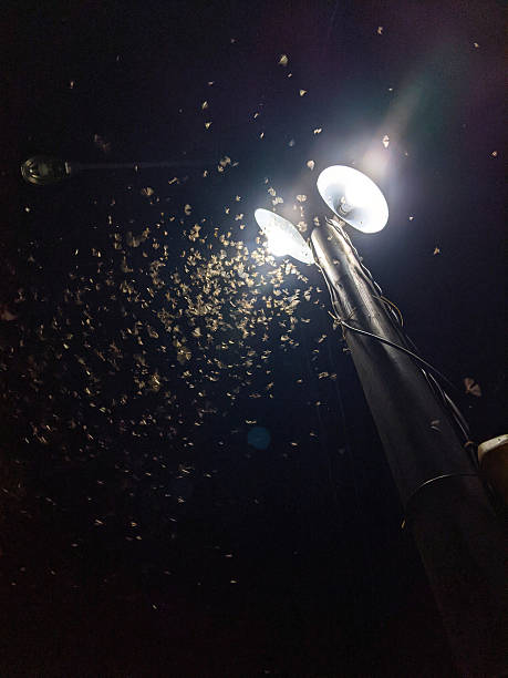 istock Flying insects swarm near lamps during 2246277304