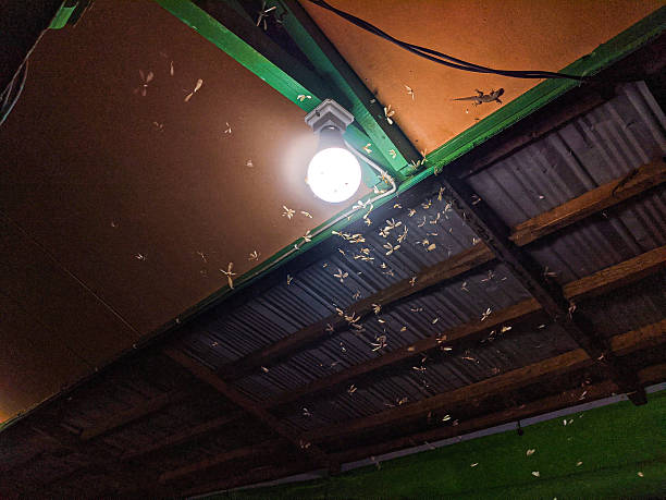 istock Flying insects swarm near lamps during 2246277343