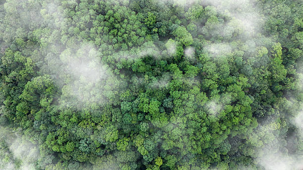 istock Green tree nature background for carbon neutrality and net zero emissions concept. Drone view of green tree captures CO2 to Sustainable green environment. 2246278360