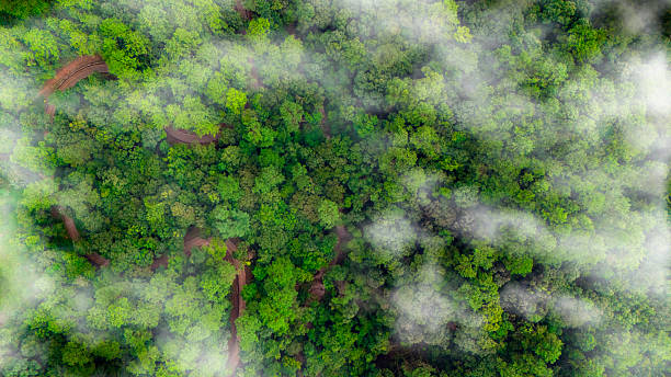 istock Green tree nature background for carbon neutrality and net zero emissions concept. Drone view of green tree captures CO2 to Sustainable green environment. 2246278704