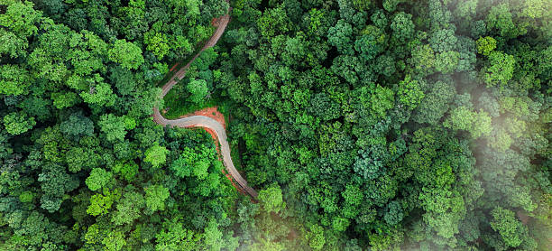istock Green landscape top view green trees and road 2246278720