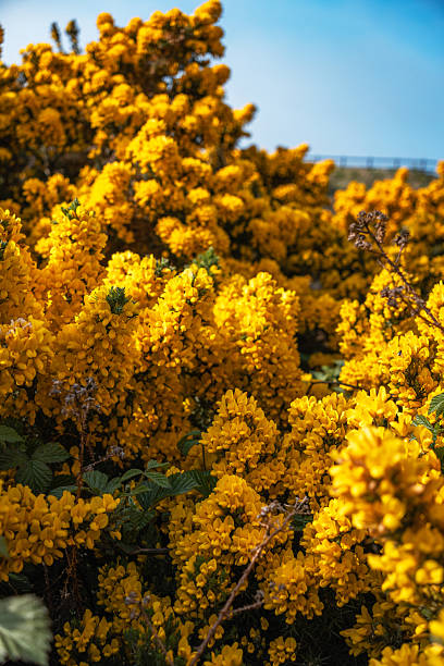 istock Vibrant yellow gorse flowers close up 2246280192
