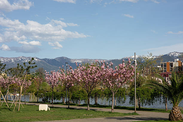 Scenic spring landscape with pink cherry trees blooming along waterfront pathway, snow-capped mountains in background, clear blue sky with fluffy clouds, green grass and palm tree, modern residential buildings visible on shore