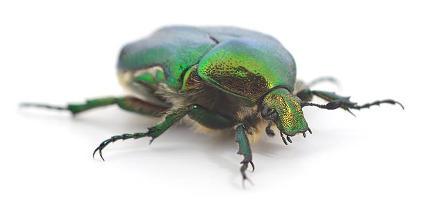 istock Green rose chafer beetle isolated on white background 2246283679