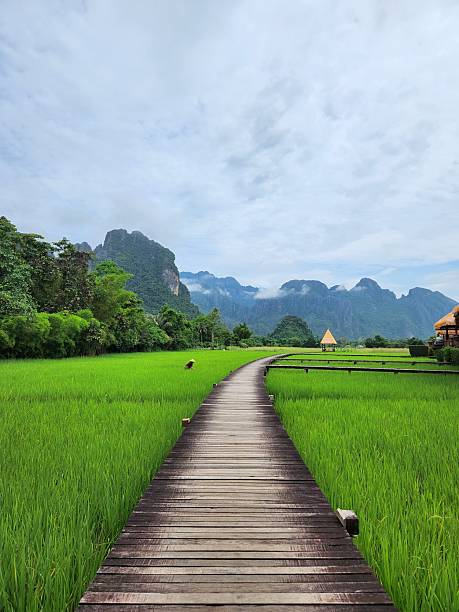 istock Misty Boardwalk Through Green Rice Fields Toward Limestone Mountains 2246283911