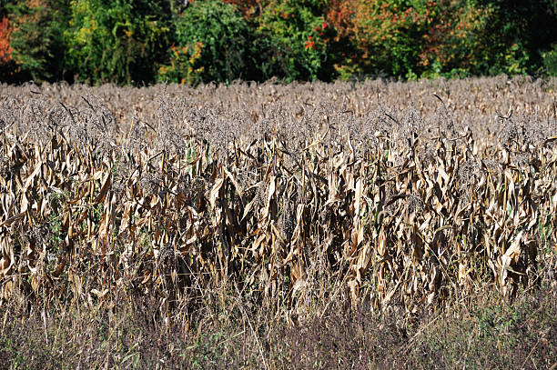 dry corn stalk in the field