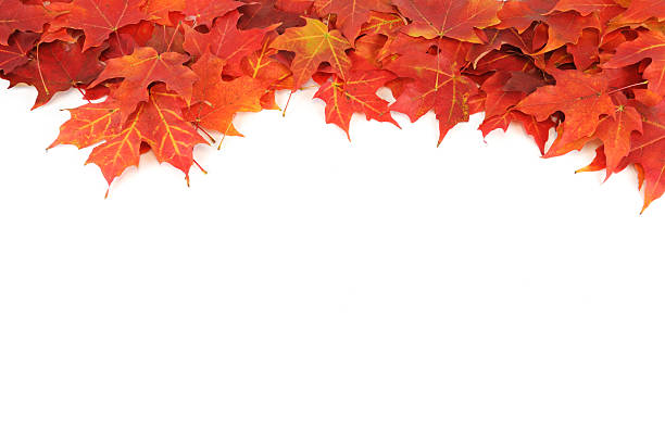 istock red autumn maple leaves frame isolated on white background 2246285903