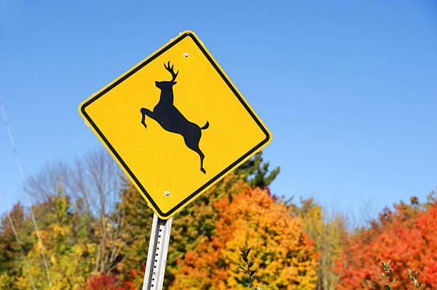 istock deer crossing sign in front of autumn forest 2246285923