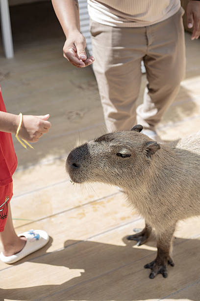 istock Cute Capybara being fed and stressed in a wildlife reserve 2246286111