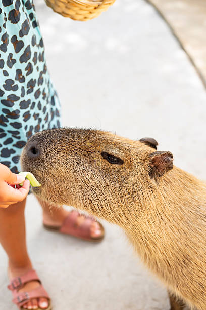 istock Cute Capybara being fed and stressed in a wildlife reserve 2246286143