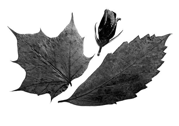 Black and white botanical composition featuring two distinct dried leaves, maple like and serrated and closed flower bud. Monochromatic nature study isolated on white. Different shades of gray.