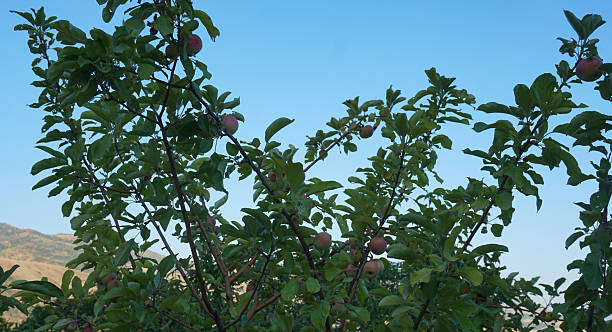 Apples on apple branches