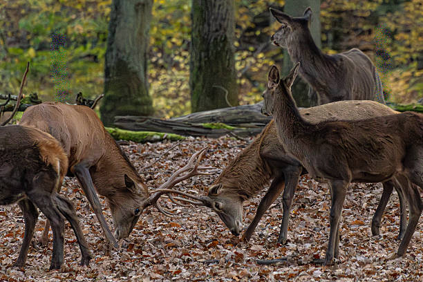 Group of majestic red deer standing alert in an autumn forest before the hunting season. Surrounded by colorful leaves and soft light, they symbolize wildlife, strength, and nature’s balance.