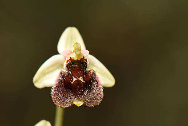 istock Close-up of Wild Ophrys levantina (Levantine Bee Orchid) 2246290168