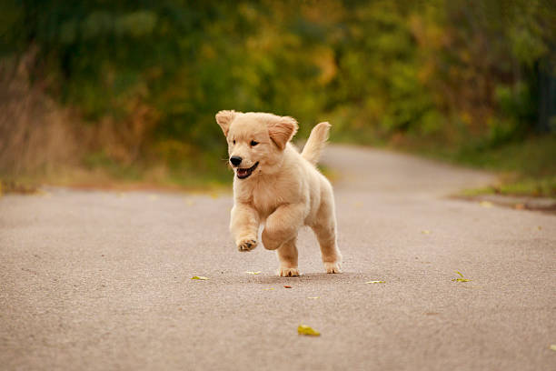 istock Running Golden Retriever Puppy Outdoors. Photo in motion while jumping 2246290257
