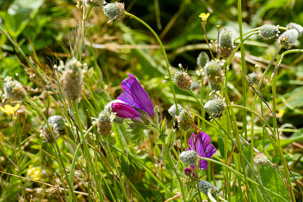 Vibrant purple flowers stand out among greens and soft textures in a sunny meadow in springtime.