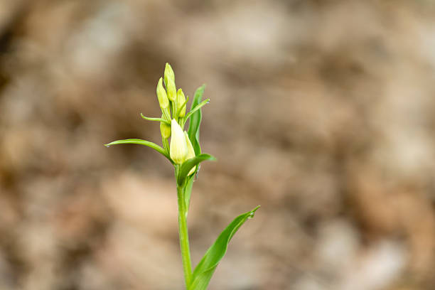 A green plant with budding flowers stands tall amidst brown mulch, showcasing new growth in a garden.