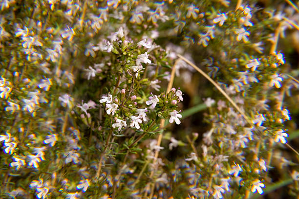 Delicate white flowers sprout among lush green foliage in a vibrant field during the warm spring season.