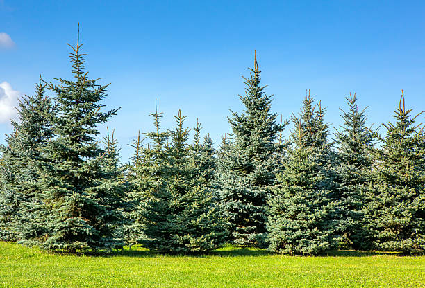 istock Spruce trees in the city park. Coniferous forest 2246291389