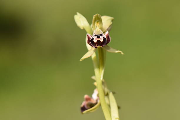 A close-up shot of the rare kotschy's bee orchid (Ophrys kotschyi), a beautiful wild flower found in the mediterranean region, isolated against a soft, natural green background on a sunny spring day.