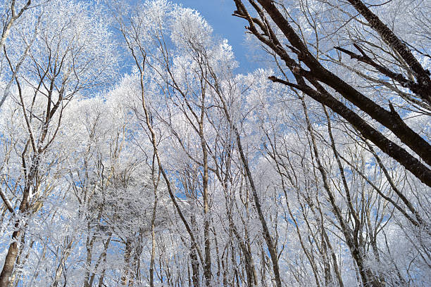 istock Looking up, you can see beautiful frost and blue sky 2246291642